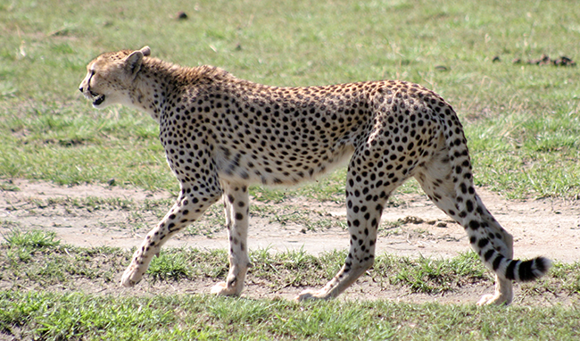 Cheetah tearmarks.jpg