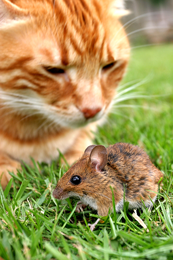 Katt og mus.jpg